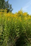 Solidago canadensis. Цветущие растения. Псковская обл., дер. Изборск, суходольный луг на известняке, рядом с дорогой. 10.08.2020.