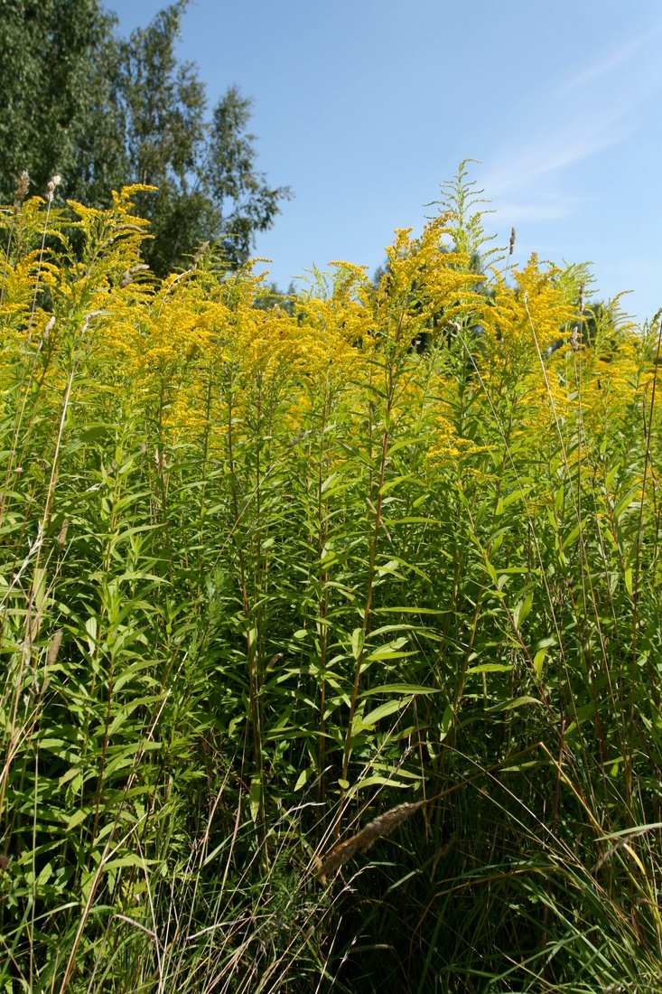 Изображение особи Solidago canadensis.