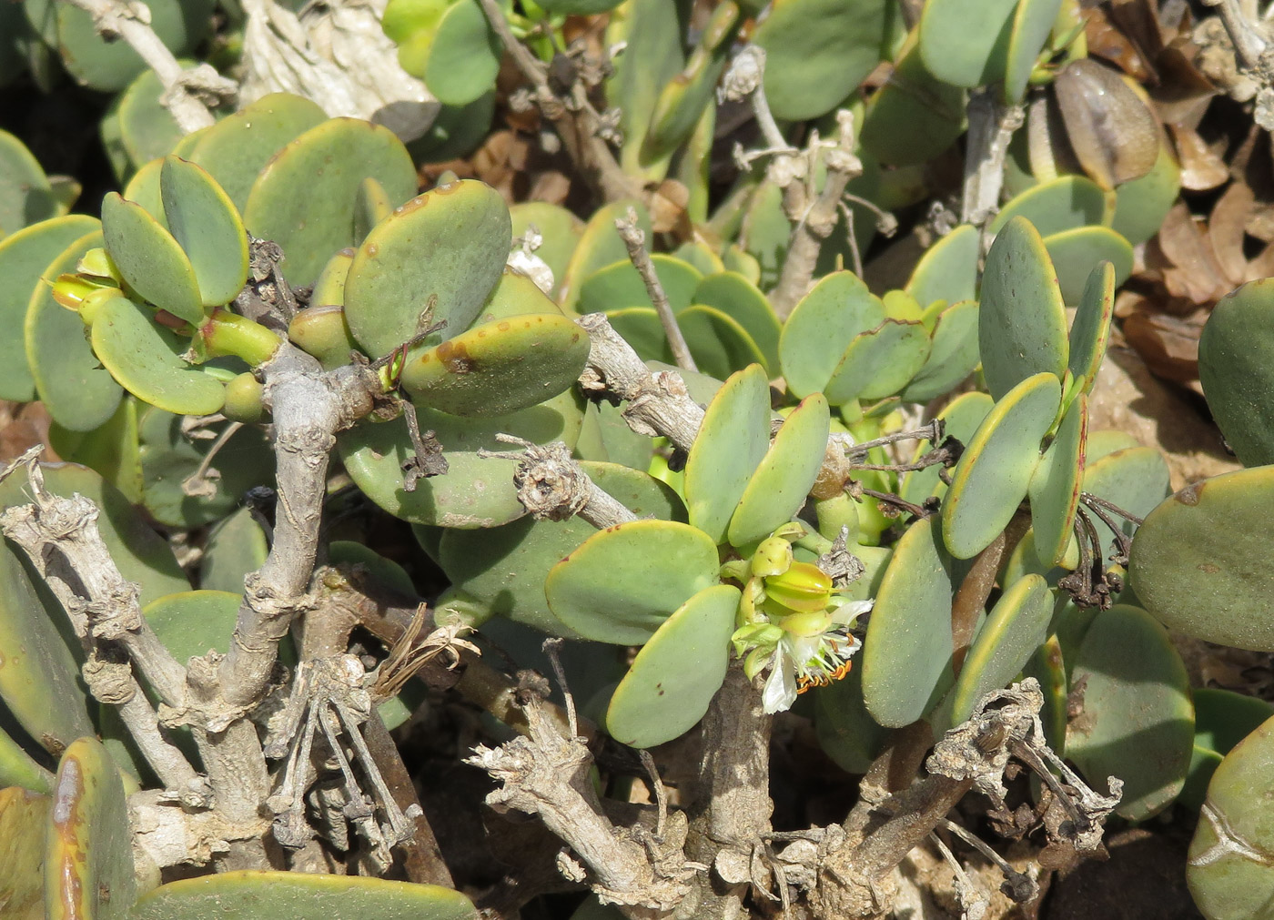 Изображение особи Zygophyllum stapffii.