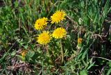 Taraxacum officinale. Цветущее растение. Московская обл., окр. г. Железнодорожный, залежь. 08.05.2020.