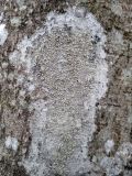 genus Pertusaria