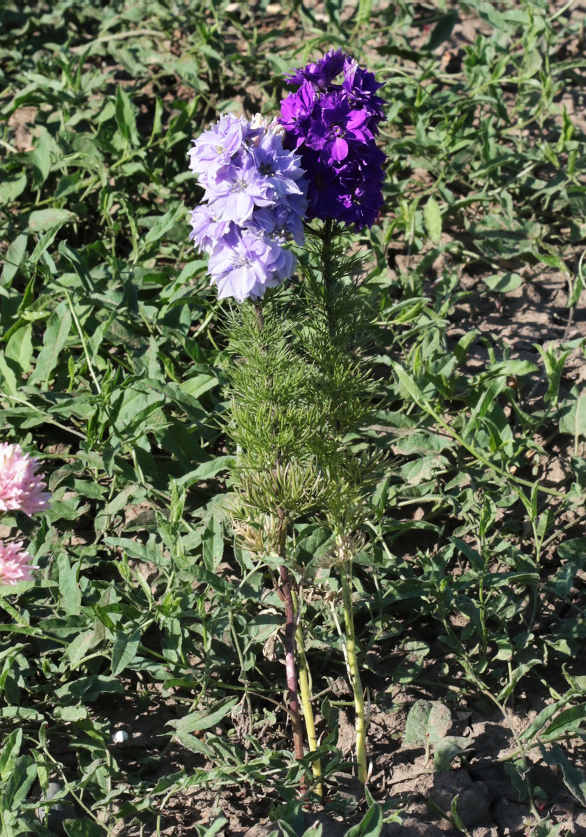 Image of Delphinium ajacis specimen.