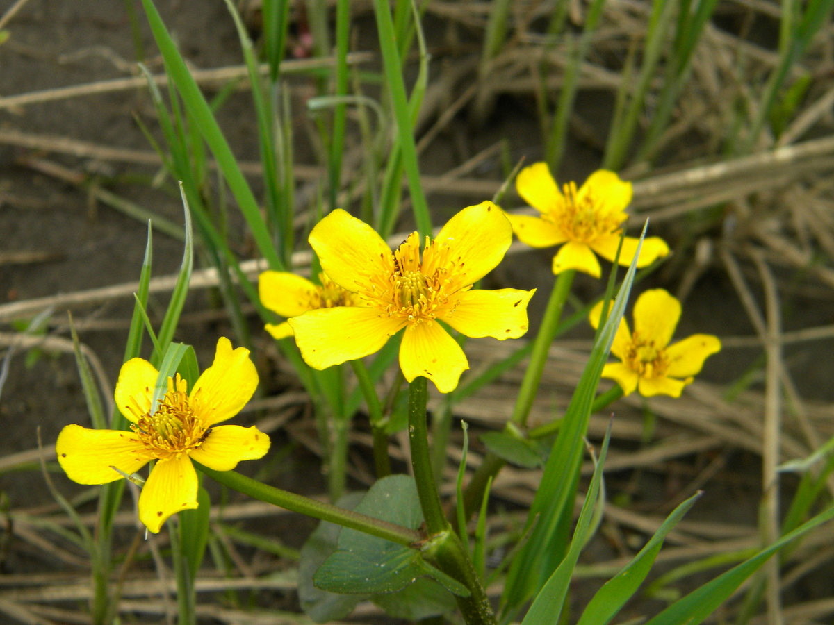 Image of Caltha palustris specimen.