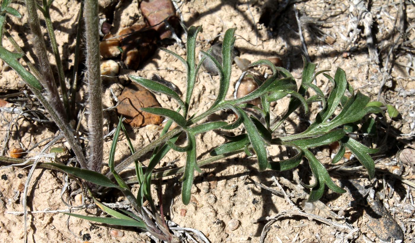 Image of Ranunculus platyspermus specimen.