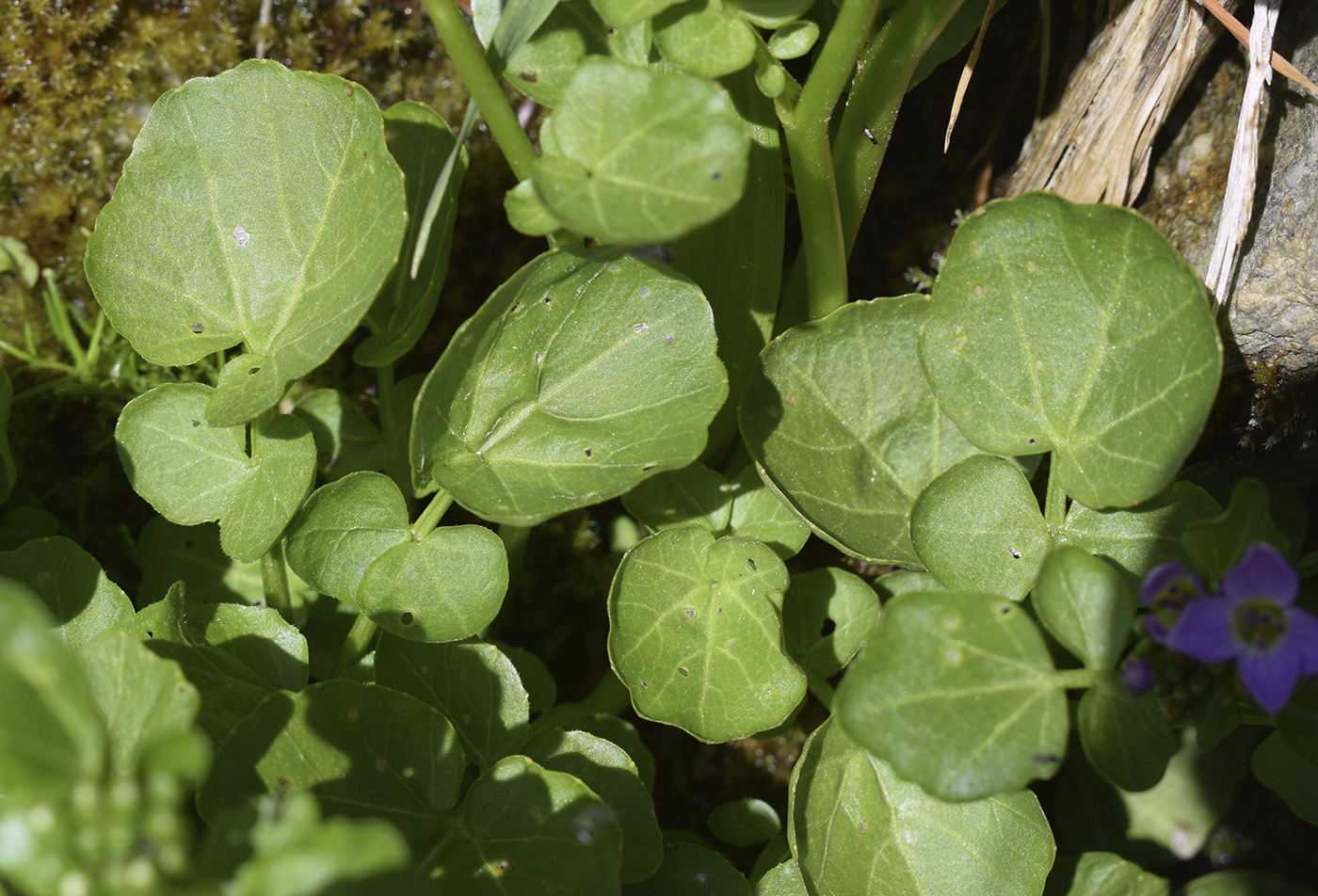 Изображение особи Cardamine raphanifolia.