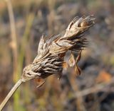 Carex leporina. Соплодие с опадающими плодами-орешками. Окрестности Архангельска, сыроватый луг. 5 октября 2010 г.