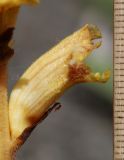 Orobanche alba subspecies xanthostigma. Цветок. Дагестан, Лакский р-н, окр. с. Шара, сланцевая осыпь (паразитирует на Salvia beckeri). 22 июня 2021 г.