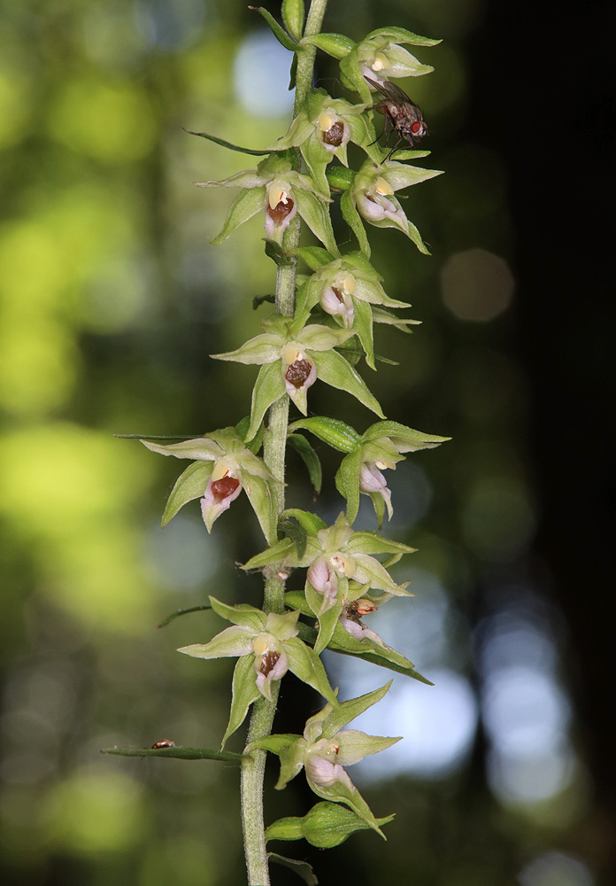 Изображение особи Epipactis muelleri.