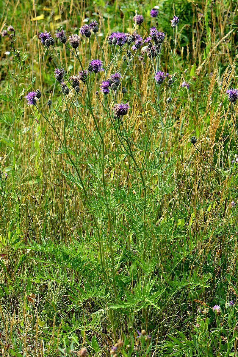 Image of Centaurea scabiosa specimen.