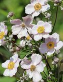 Anemone hupehensis