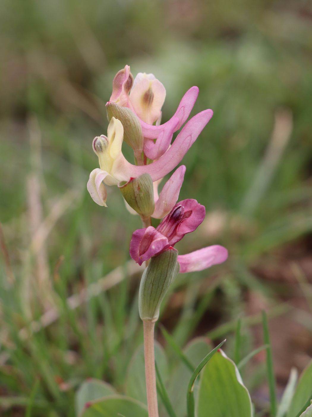 Image of Corydalis ledebouriana specimen.