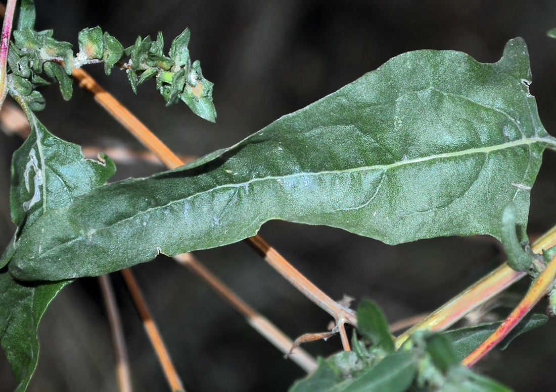 Image of Atriplex tatarica specimen.