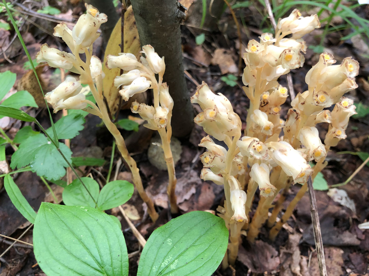 Image of Hypopitys monotropa specimen.