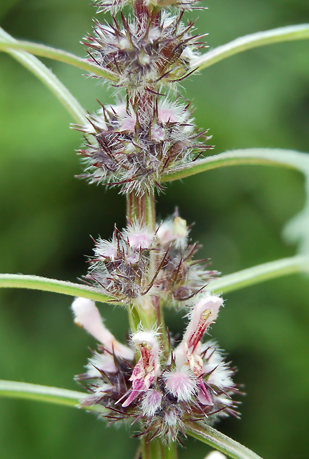 Image of Leonurus glaucescens specimen.