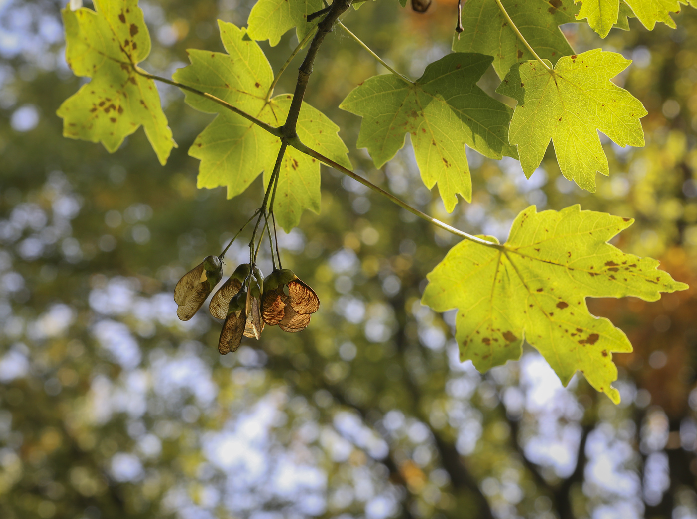 Image of Acer saccharum specimen.