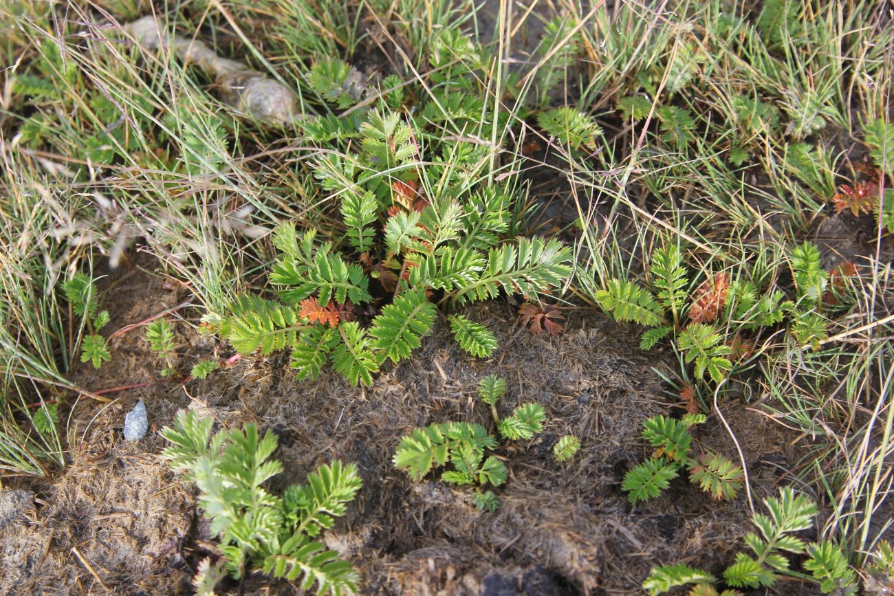 Image of Potentilla anserina specimen.