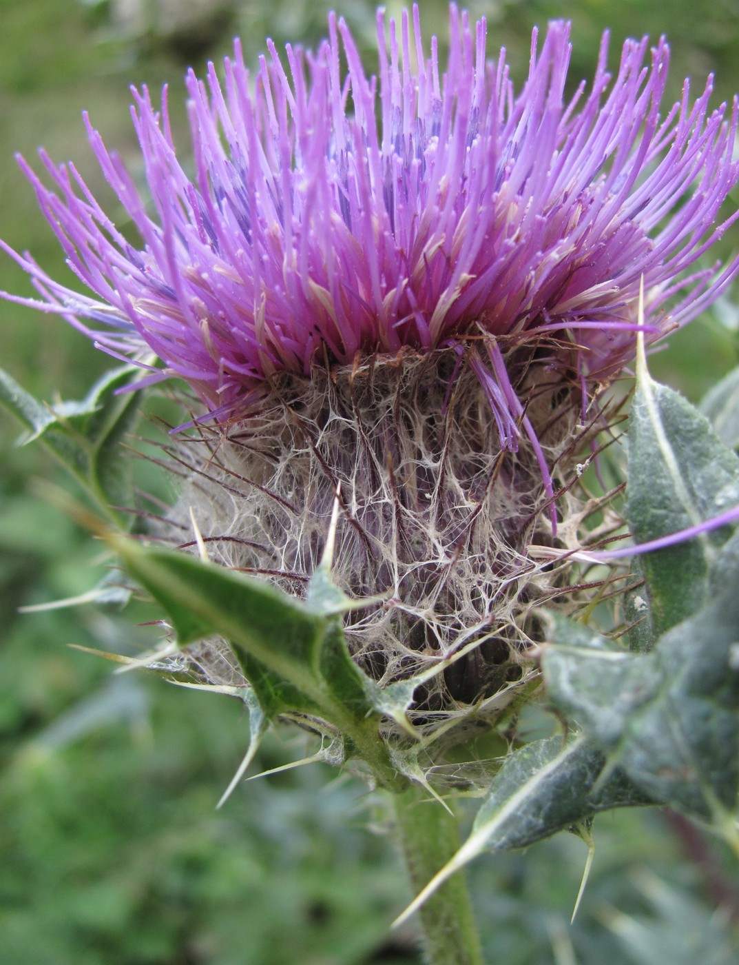 Image of Cirsium balkharicum specimen.