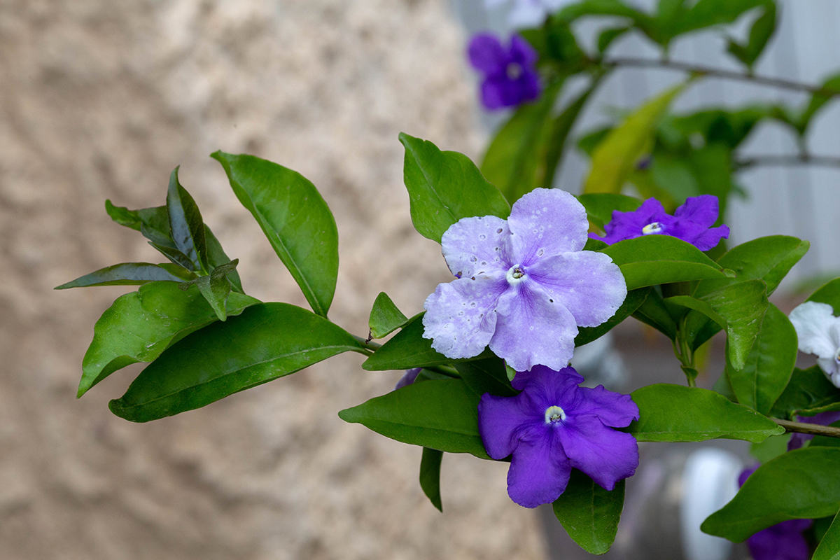 Изображение особи Brunfelsia pauciflora.