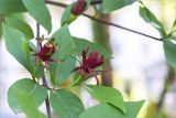 Calycanthus floridus. Часть веточки с цветками. Абхазия, г. Сухум, Сухумский ботанический сад. 14.05.2021.