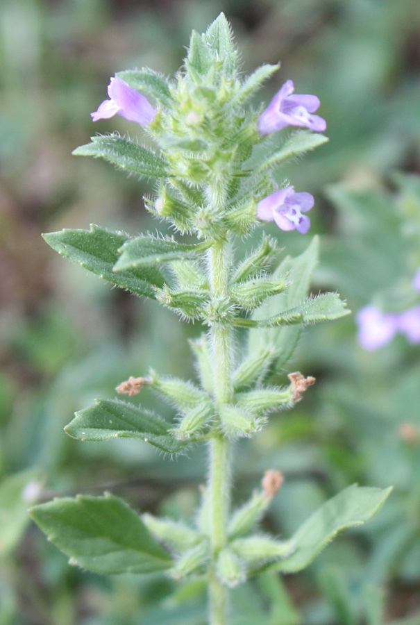 Image of Ziziphora villosa specimen.