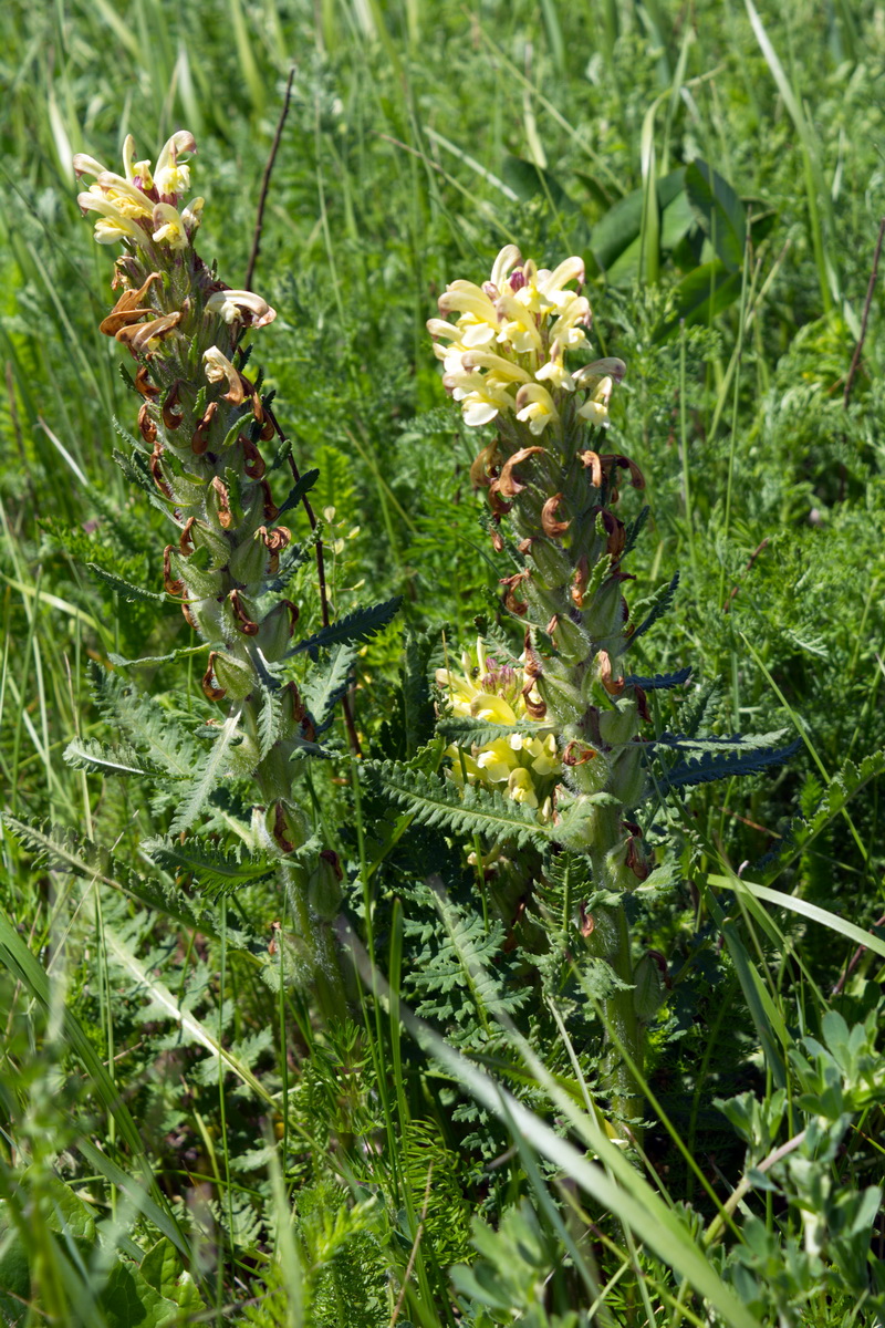 Изображение особи Pedicularis sibthorpii.