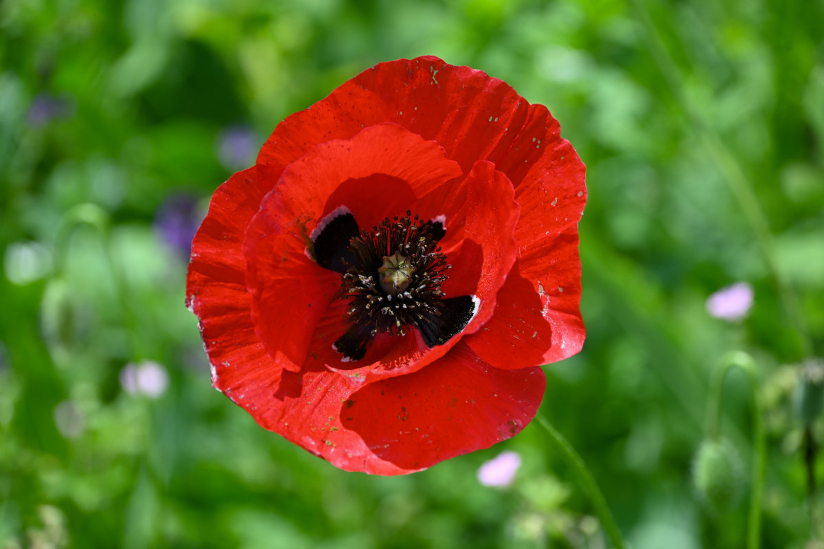 Изображение особи Papaver macrostomum.