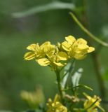 Sisymbrium erucastrifolium. Цветки. Республика Ингушетия, Джейрахский р-н, башенный комплекс Таргим, луг рядом с башнями. 21 июня 2022 г.