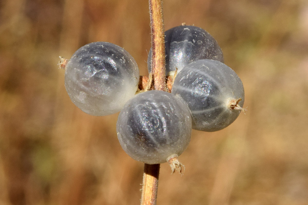 Image of Lonicera nummulariifolia specimen.