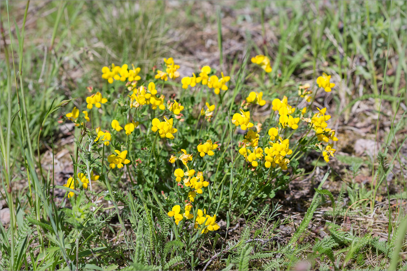 Image of genus Lotus specimen.