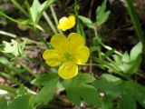 Ranunculus japonicus. Цветок. Хабаровский край, окр. г. Комсомольск-на-Амуре, широколиственный лес с преобладанием берёзы (Betula), низинка. 24.06.2022.