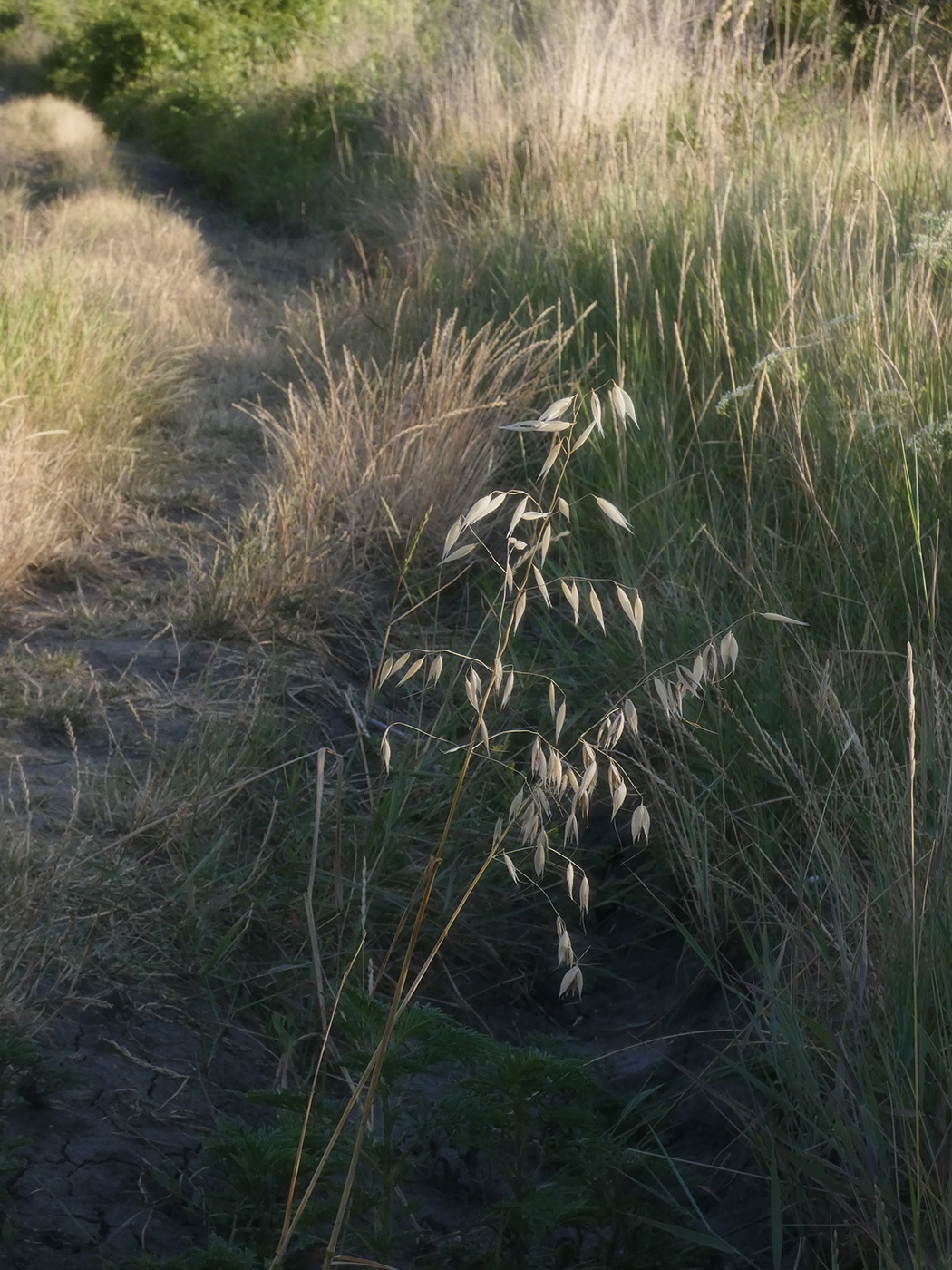 Image of Avena sativa specimen.