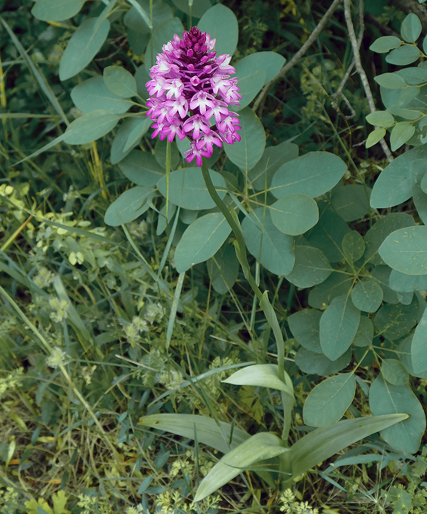 Image of Anacamptis pyramidalis specimen.