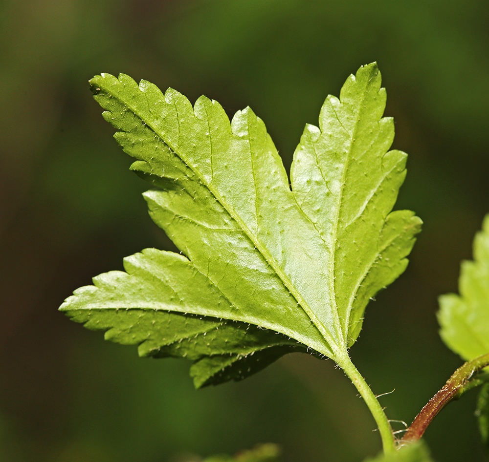 Image of Ribes komarovii specimen.