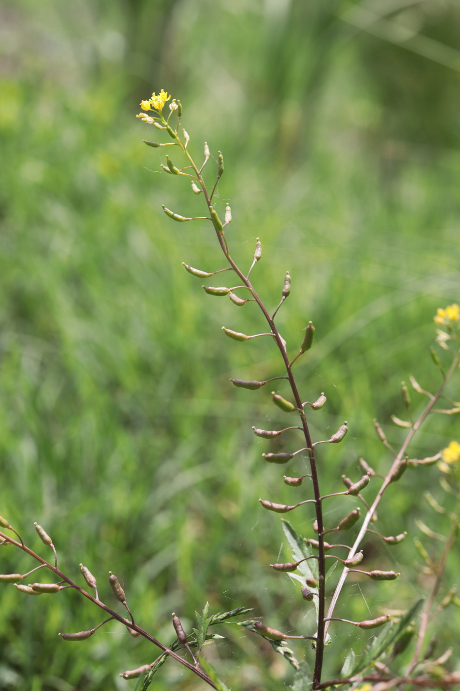 Image of Rorippa palustris specimen.