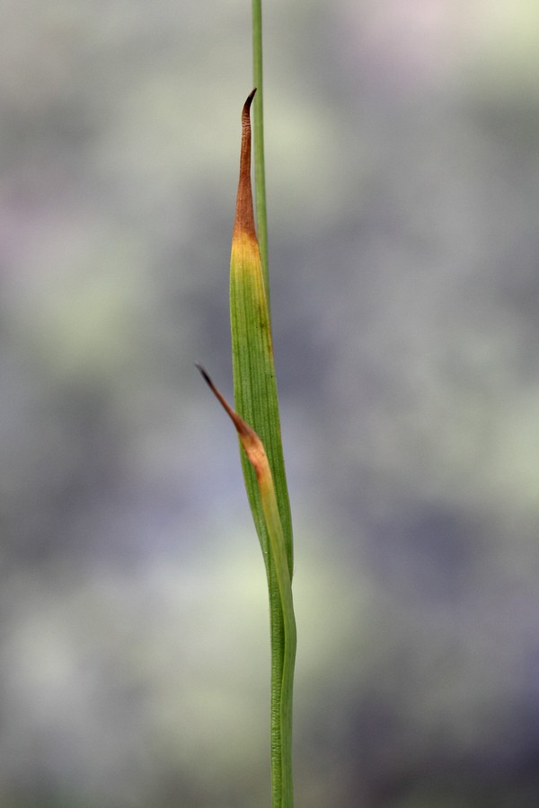 Image of Luzula parviflora specimen.