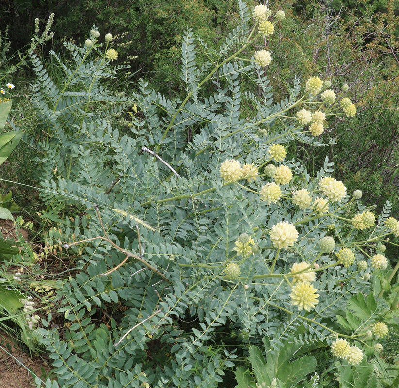 Изображение особи Astragalus regelii.