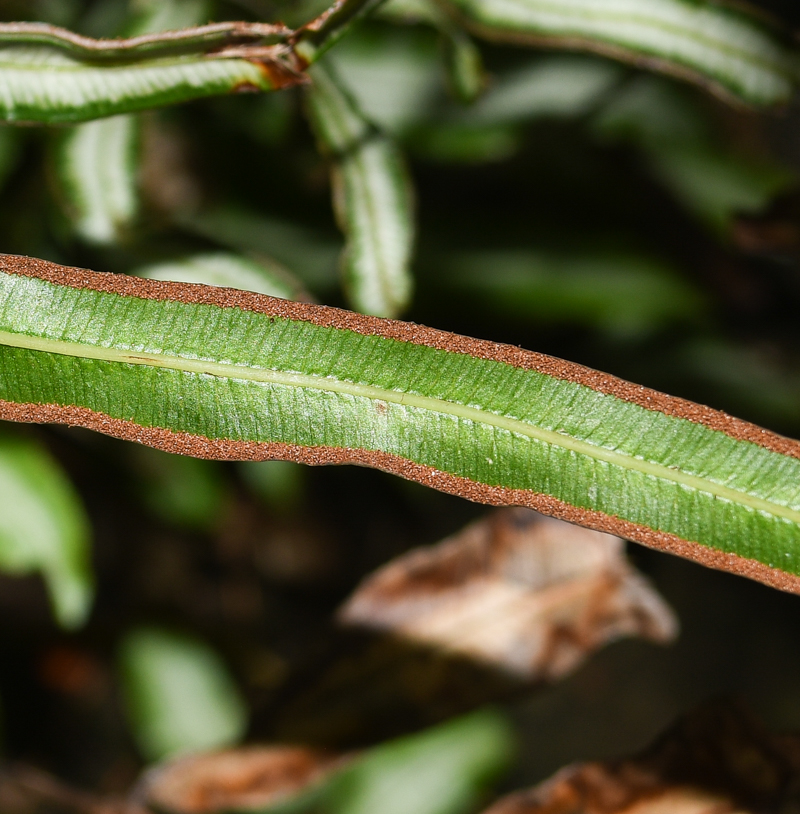 Изображение особи Pteris cretica.