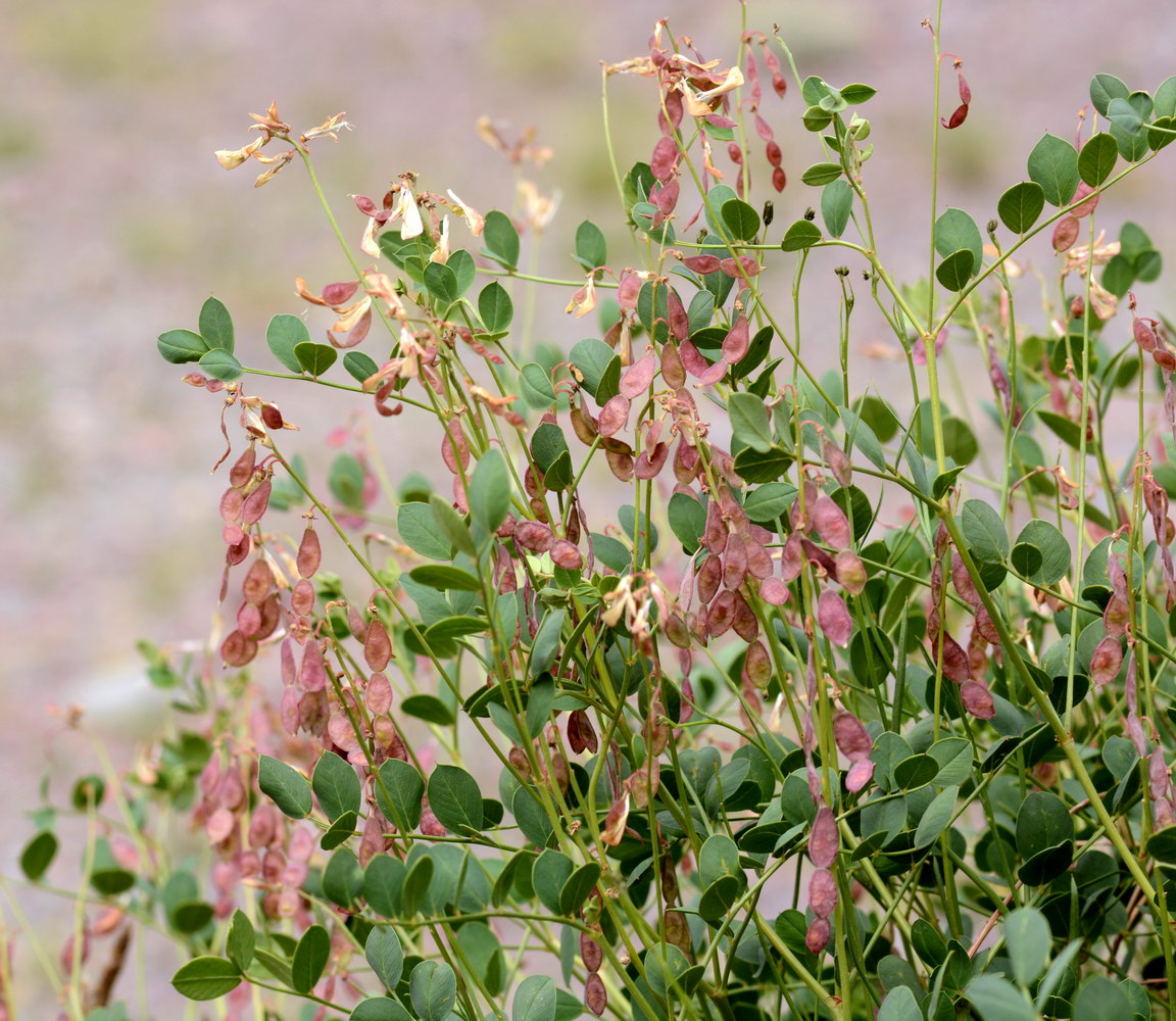 Изображение особи Hedysarum flavescens.