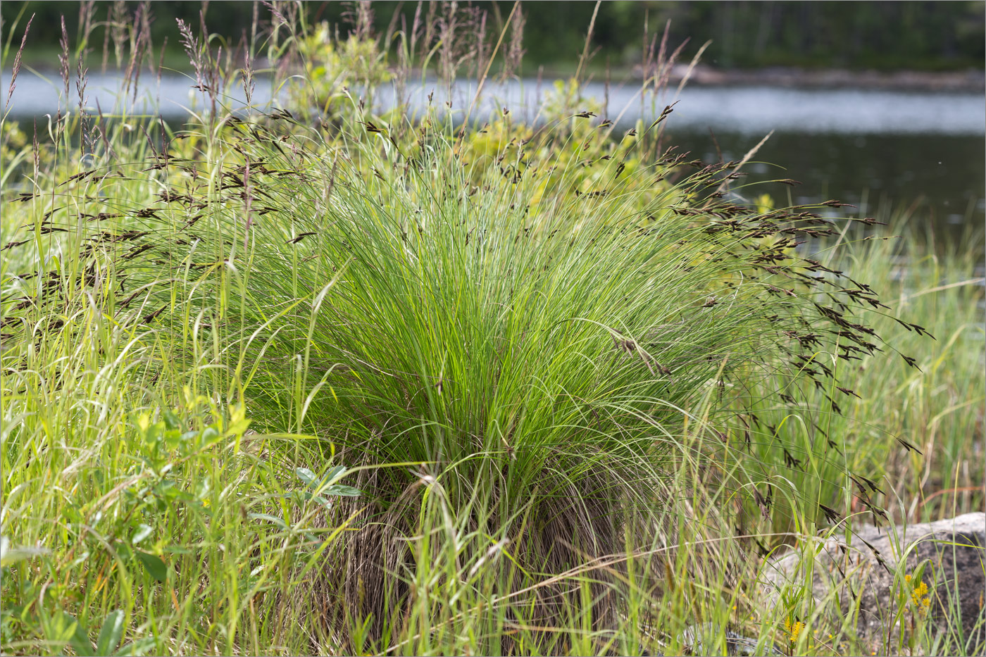 Image of Carex juncella specimen.