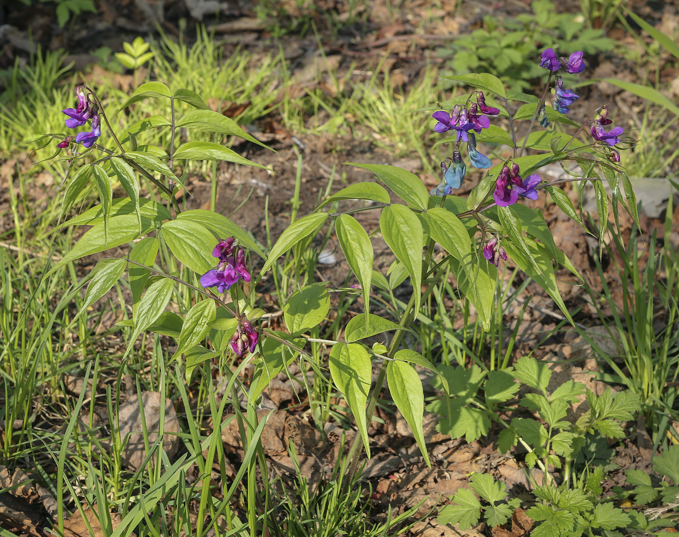 Изображение особи Lathyrus vernus.