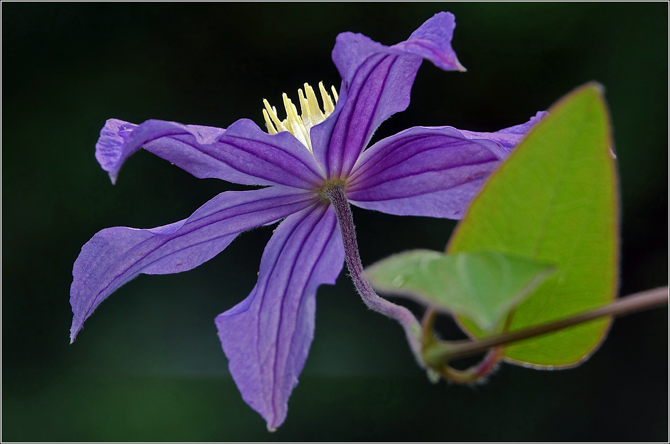 Изображение особи Clematis &times; jackmanii.