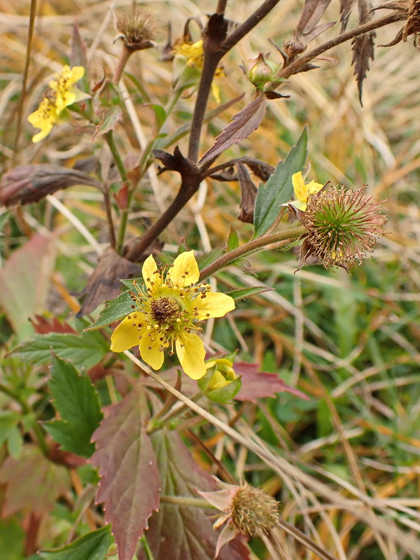 Image of genus Geum specimen.