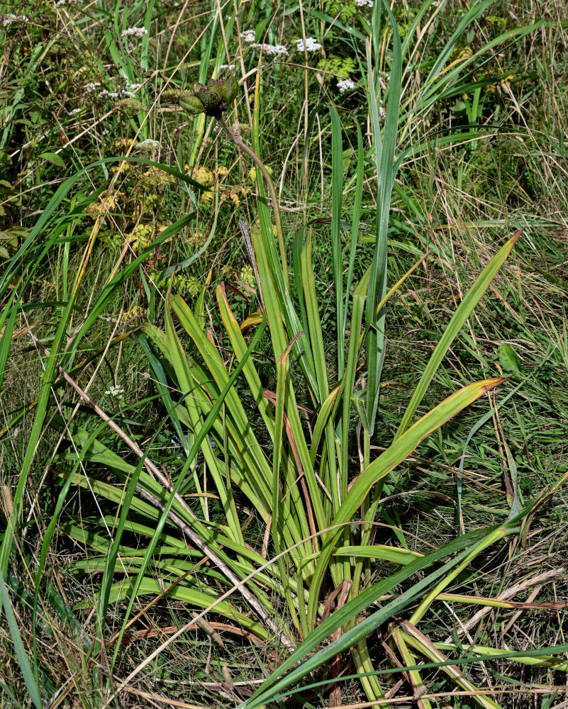 Image of Hemerocallis middendorffii specimen.