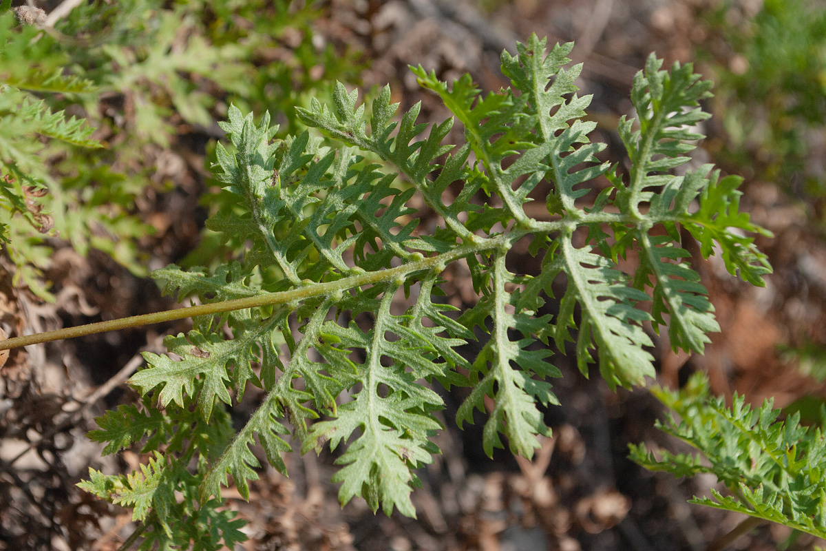 Изображение особи Artemisia tanacetifolia.