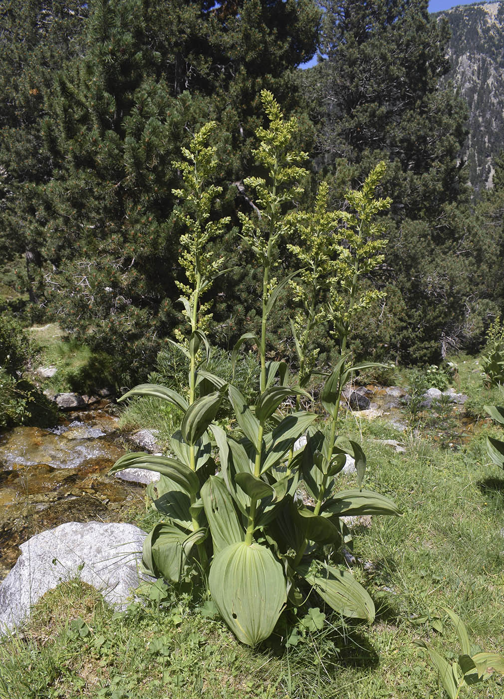 Image of Veratrum album specimen.