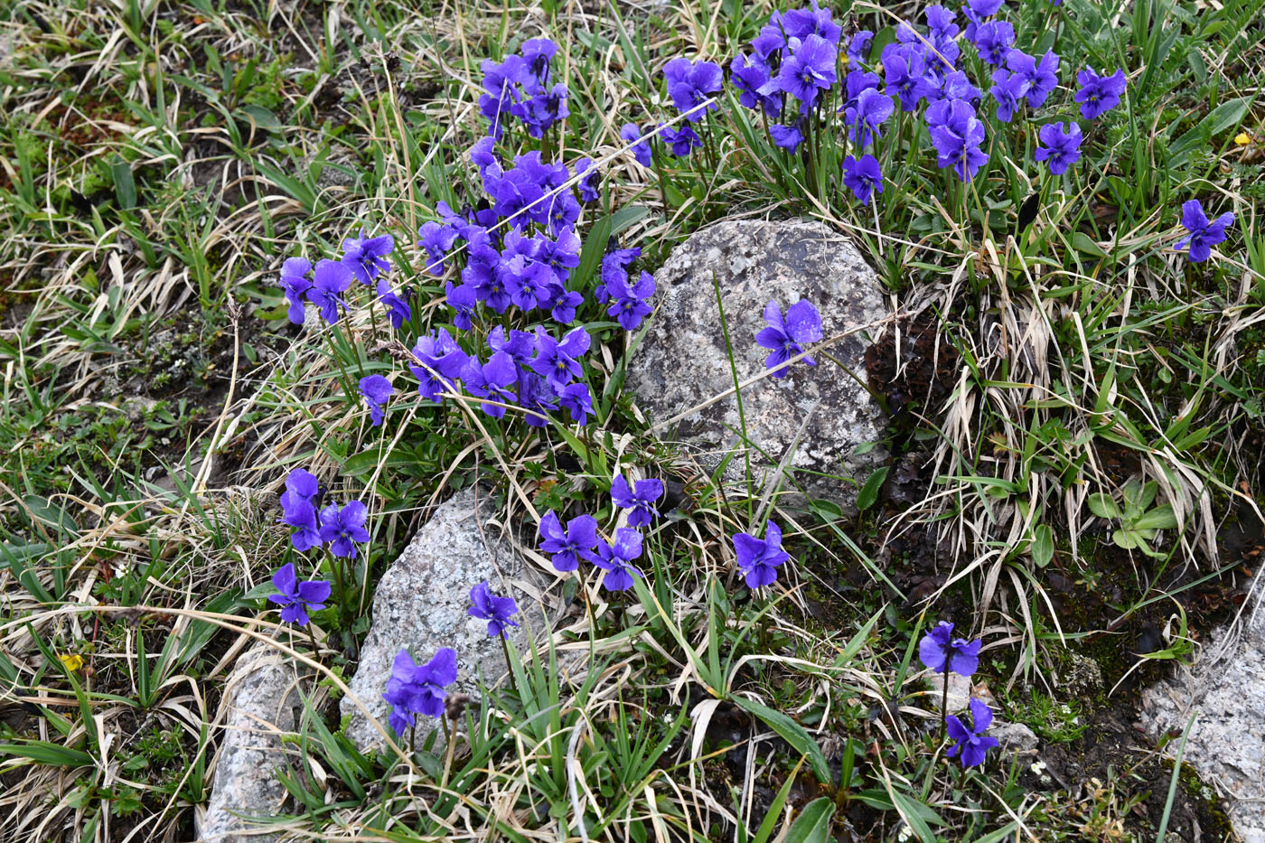 Изображение особи Viola altaica.