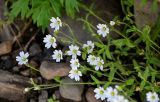 Cerastium jenisejense. Верхушки побегов с соцветиями. Красноярский край, Туруханский р-н, г. Игарка, берег р. Енисей, прибрежный галечник. 21.07.2023.