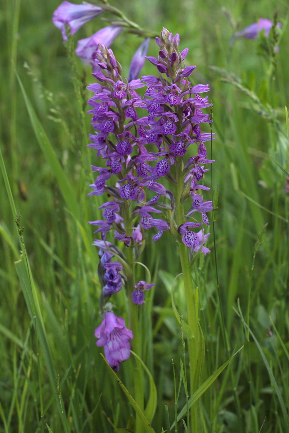 Изображение особи Dactylorhiza &times; vogtiana.