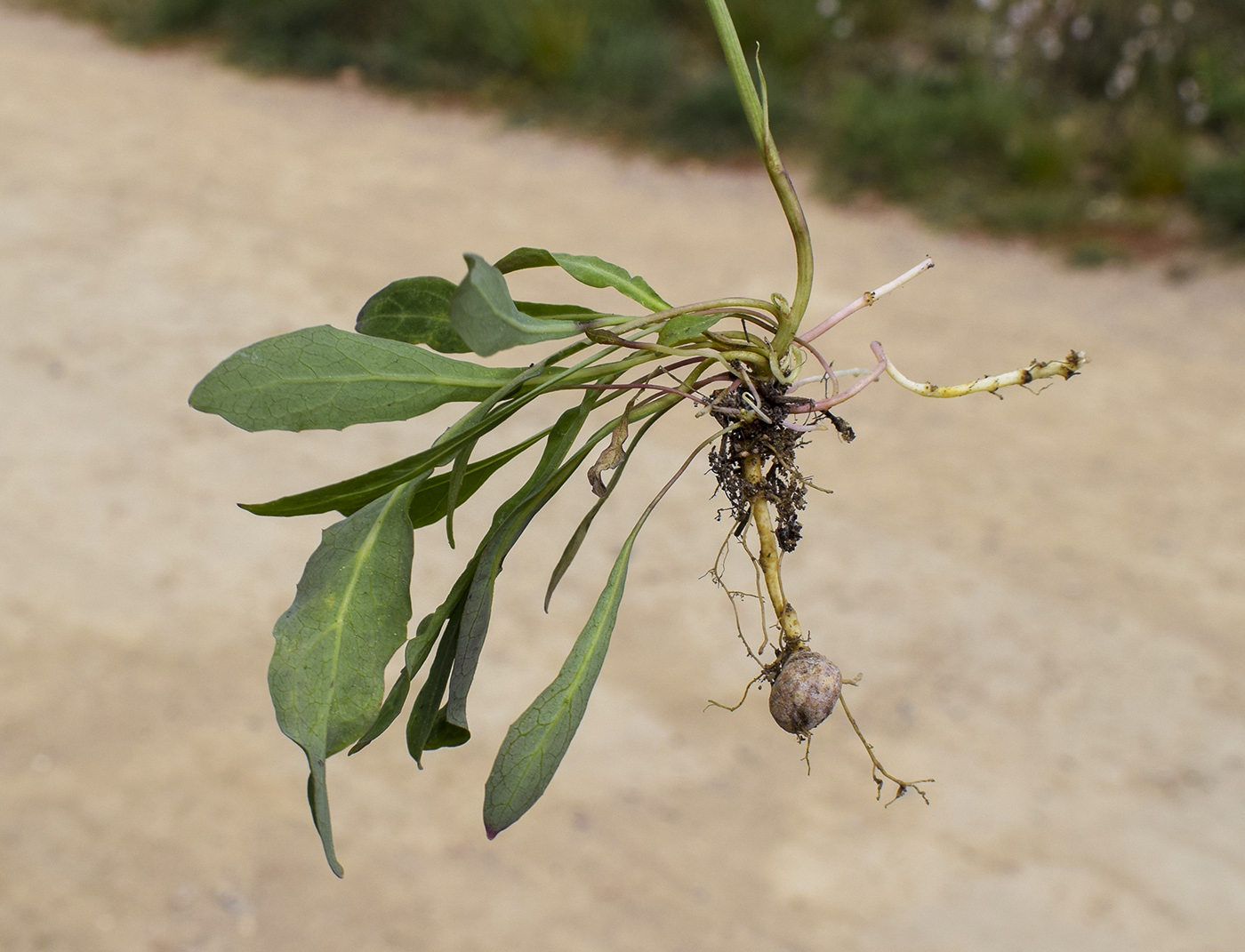 Image of Sonchus bulbosus specimen.