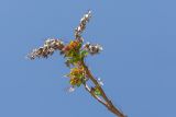 Ailanthus altissima